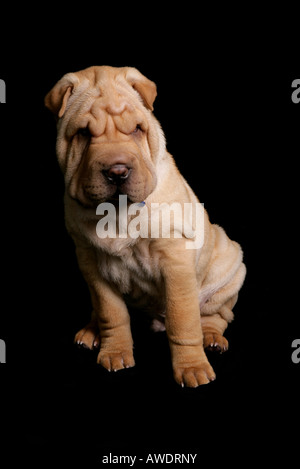 Shar Pei Puppy Sitting in a studio Banque D'Images