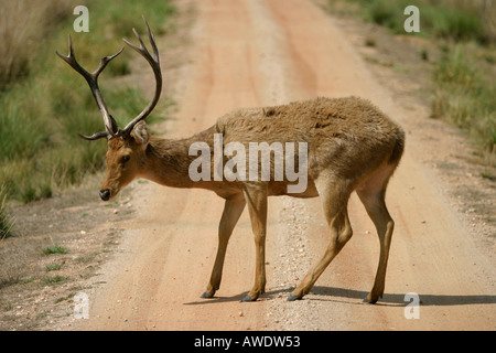 Barasingha, Cervus duvauceli branderi, Kanha National Park, Madhya Pradesh, Inde Banque D'Images