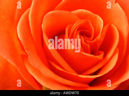 Rose Orange close-up Banque D'Images