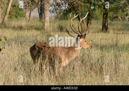 Barasingha, Cervus duvauceli branderi, Kanha National Park, Madhya Pradesh, Inde Banque D'Images