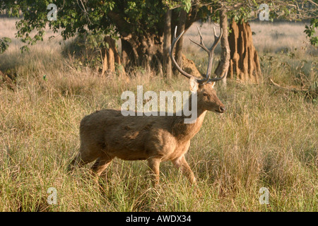 Barasingha, Cervus duvauceli branderi, Kanha National Park, Madhya Pradesh, Inde Banque D'Images