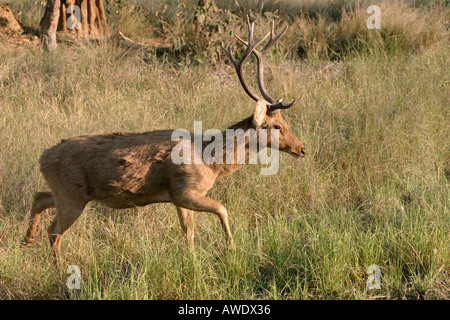 Barasingha, Cervus duvauceli branderi, Kanha National Park, Madhya Pradesh, Inde Banque D'Images