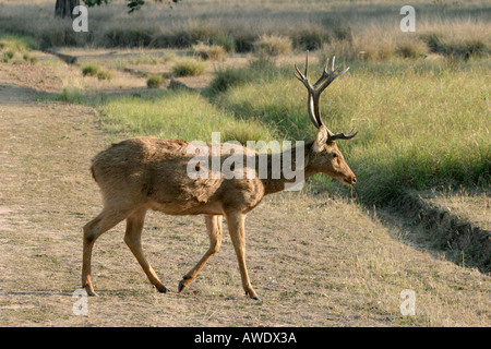 Barasingha, Cervus duvauceli branderi, Kanha National Park, Madhya Pradesh, Inde Banque D'Images