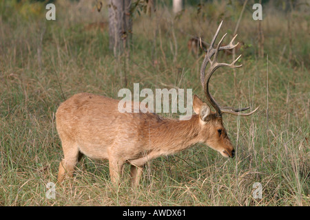 Barasingha, Cervus duvauceli branderi, Kanha National Park, Madhya Pradesh, Inde Banque D'Images