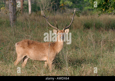 Barasingha, Cervus duvauceli branderi, Kanha National Park, Madhya Pradesh, Inde Banque D'Images