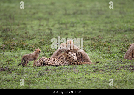 Cheetah maman avec ses six petits autour d'elle couchée sur le Serengeti en Tanzanie Afrique de l'Est Banque D'Images