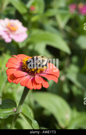 Abeille sur fleur Banque D'Images