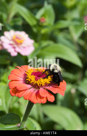 Abeille sur fleur Banque D'Images