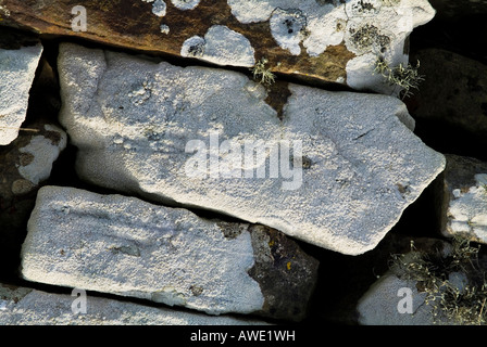 dh Ochromlechia parella alga LICHEN UK White Lichens sur la pierre sèche de pierre de pierre gros plan sur le champignon de roche Banque D'Images