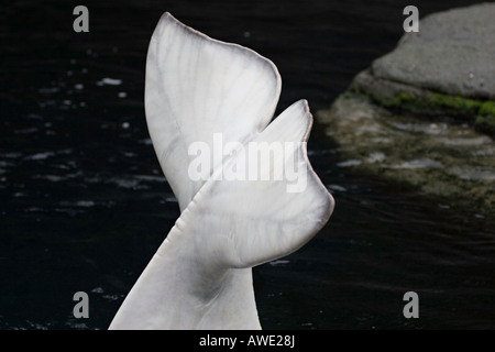 Le béluga, Delphinapterus leucas, à environ 15 pieds de longueur et atteindre plus de 3 000 livres, au Canada. Banque D'Images