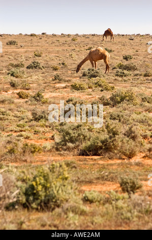 Le pâturage sur les chameaux dans le désert saltbush Banque D'Images