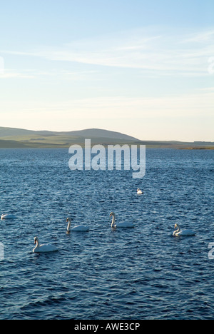 Dh Loch de Stenness ORKNEY STENNESS Troupeau de cygnes tuberculés natation Banque D'Images