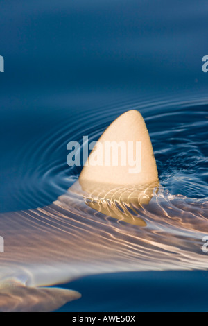 La nageoire dorsale d'un requin gris de récif Carcharhinus amblyrhynchos, brise la surface sur une journée calme, à Hawaï. Banque D'Images