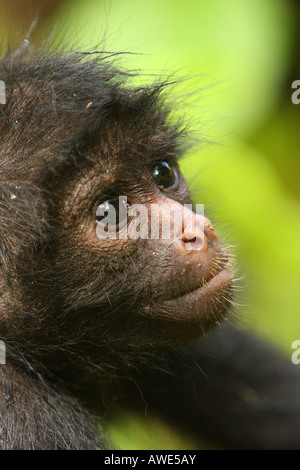 Un portrait d'un singe-araignée noire (FUS) Pilon Lajas en réserve, à proximité de parc national Madidi, Bolivie. Banque D'Images