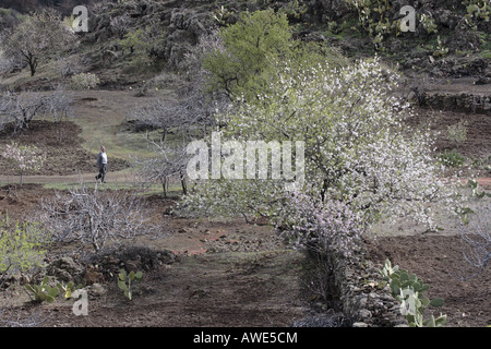 Un des agriculteurs effectués son bosquet d'amandiers et figuiers près de Santiago del Teide Tenerife Espagne Banque D'Images