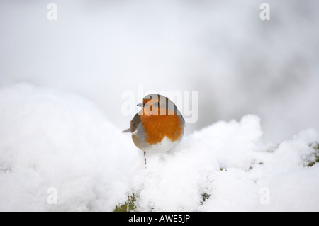 Robin sur une branche couverte de neige dans Derbyshires Peak District Banque D'Images