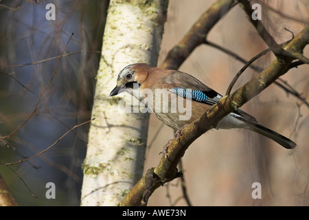 Eurasian Jay Garrulus glandarius perché en bouleau d'argent à la recherche de nourriture à Norfolk, au Royaume-Uni en février. Banque D'Images