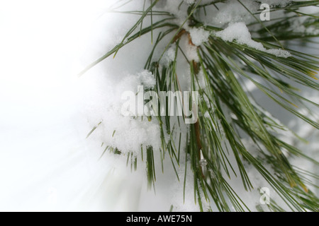 Image détaillée de neige fraîchement tombée sur le pin de la succursale de Schoepfle Gardens à Birmingham, dans l'Ohio. Banque D'Images