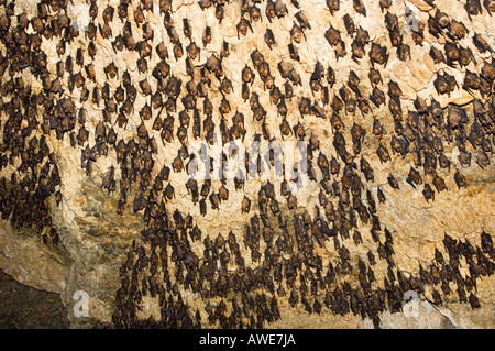 Des milliers de chauves-souris asiatiques dans la grotte, la faune, Banque D'Images