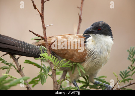 Coucal de Burchell (Centropus burchelli) perchées dans un arbre Banque D'Images