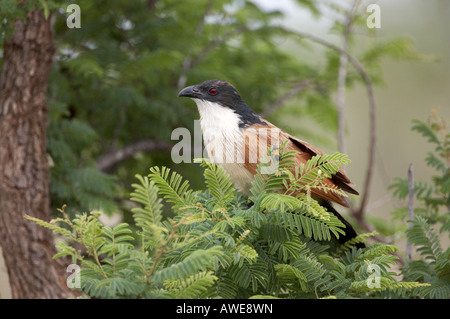 Coucal de Burchell (Centropus burchelli) perché dans l'arbre Banque D'Images