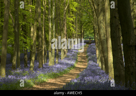 Un sentier sinueux à travers les bois bluebell anglaise parfumée au printemps, Chiltern, UK. Banque D'Images