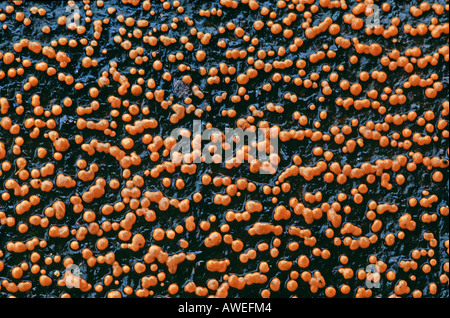 Le Champignon de corail (nom latin : Nectria cinnabarina) Banque D'Images