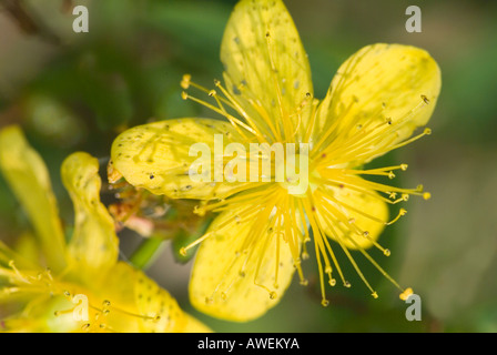 Fleurs de St Johns Millepertuis Hypericum perforatum Banque D'Images