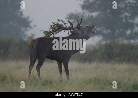 Red Deer stag avec bracken sur bois dans le cadre de l'ornière Cervus elaphus Automne 2005 Banque D'Images
