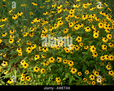 Brown-eyed susan (Rudbeckia triloba) Banque D'Images