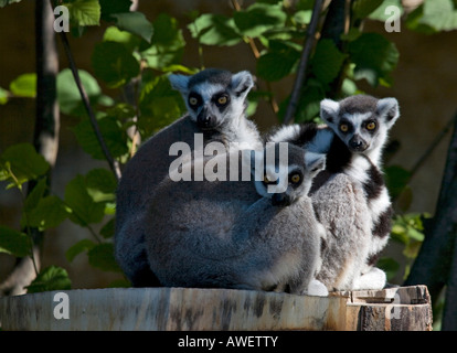 Lémuriens à queue de cercelle (Lemur catta) au zoo de Hellbrunn, Salzbourg, Autriche, Europe Banque D'Images