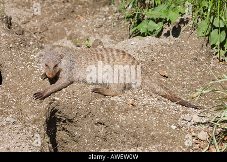 Mongoose bagués (Mungos mungo) au Zoo de Hellbrunn, Salzburg, Autriche, Europe Banque D'Images