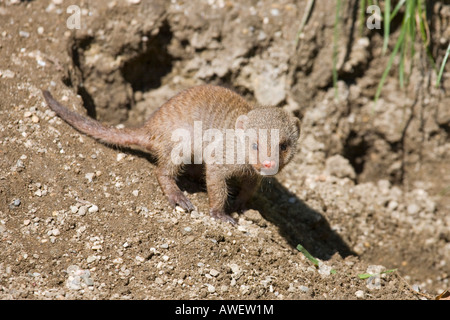 Mongoose bagués (Mungos mungo) au Zoo de Hellbrunn, Salzburg, Autriche, Europe Banque D'Images