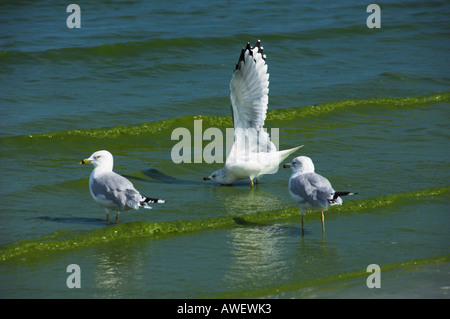 Les goélands dans l'eau avec des algues bleu-vert à Grand Beach sur le lac Winnipeg Manitoba Canada Banque D'Images