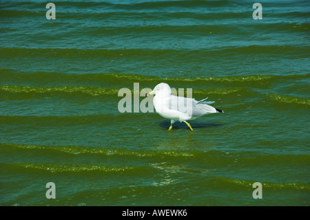 Les goélands dans l'eau avec des algues bleu-vert à Grand Beach sur le lac Winnipeg Manitoba Canada Banque D'Images