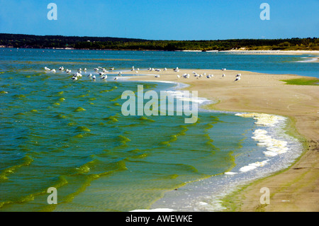 Floraison d'algues bleu-vert à Grand Beach sur le lac Winnipeg Manitoba Canada Banque D'Images