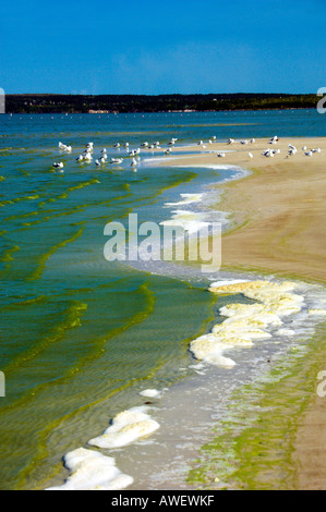 Floraison d'algues bleu-vert à Grand Beach sur le lac Winnipeg Manitoba Canada Banque D'Images