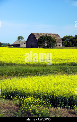 Les modèles de champ de canola avec ancienne ferme près de Minnedosa builidngs Manitoba Canada Banque D'Images