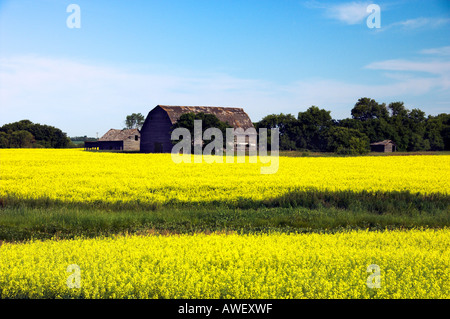 Les modèles de champ de canola avec ancienne ferme près de Minnedosa builidngs Manitoba Canada Banque D'Images