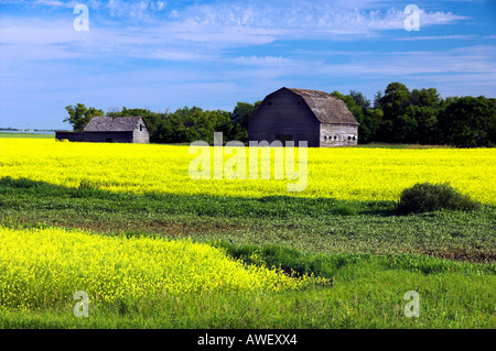 Les modèles de champ de canola avec ancienne ferme près de Minnedosa builidngs Manitoba Canada Banque D'Images