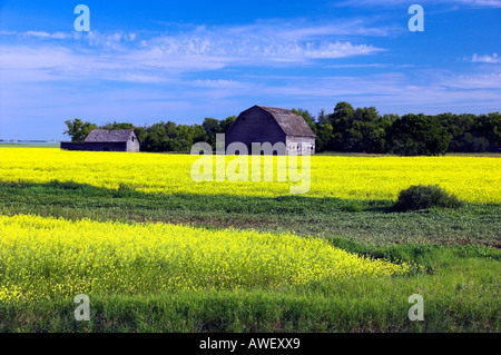 Les modèles de champ de canola avec ancienne ferme builidngs près de Minnedosa, au Manitoba, Canada Banque D'Images