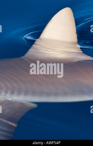 La nageoire dorsale d'un requin gris de récif, Carcharhinus amblyrhynchos, brise la surface sur une journée calme, à Hawaï. Banque D'Images