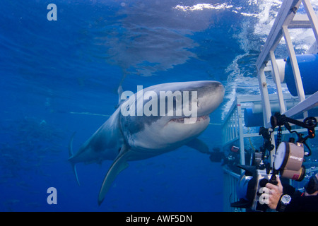 Ce grand requin blanc, Carcharodon carcharias, donne les plongeurs dans une cage requins de près au large de l'île de Guadalupe, au Mexique. Banque D'Images