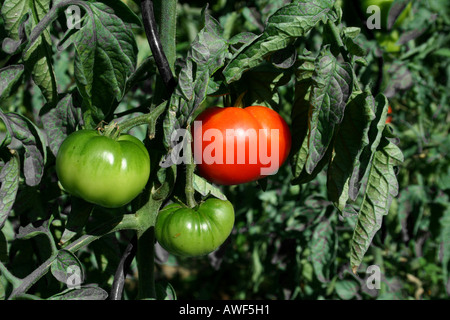 Un rouge et deux tomates vertes Banque D'Images