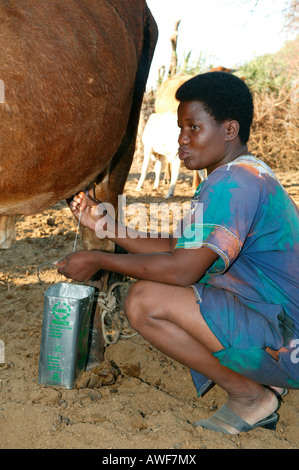 Femme Cattlepost Bothatoga, vache laitière, Botswana, Africa Banque D'Images