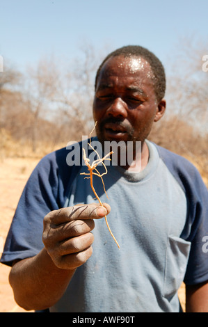 Guérisseur traditionnel pour l'affichage de plusieurs herbes médicinales Sehitwa, Botswana, Africa Banque D'Images