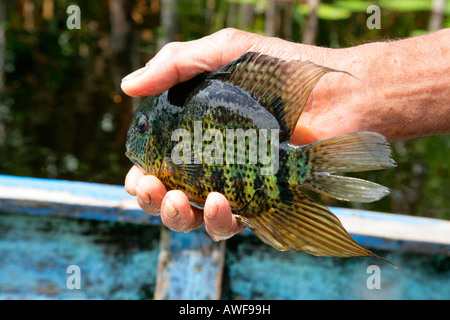 Pêcheur de poissons, riverside paysage, Kamuni fleuve dans la forêt amazonienne, la Guyane Amérique du Sud Banque D'Images