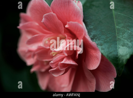 Camellia rose floraison dans le Royaume-Uni au début du printemps Banque D'Images