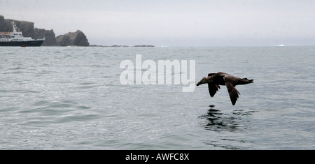 L'écrémage d'oiseaux de mer l'eau sur l'île de Géorgie du Sud Banque D'Images