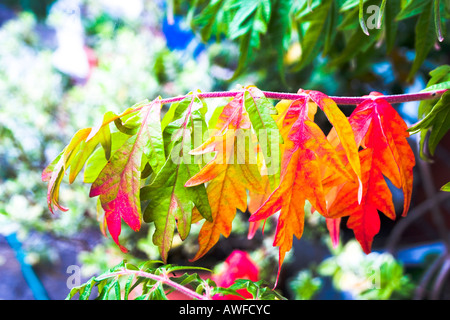 Feuilles de l'arbre tournant Schumacher du vert au rouge en Septembre Banque D'Images